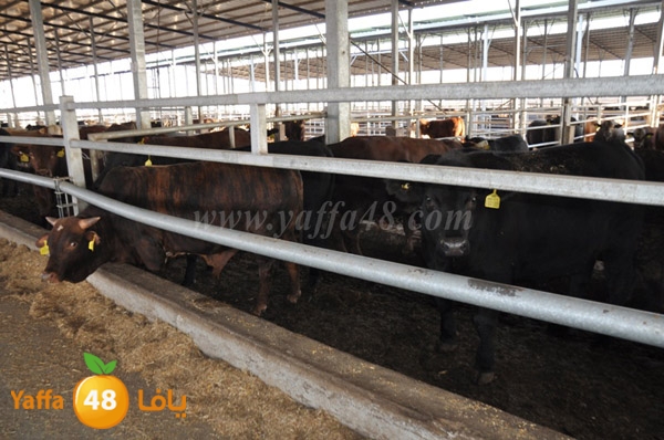 3ojojl shamal (9).JPG